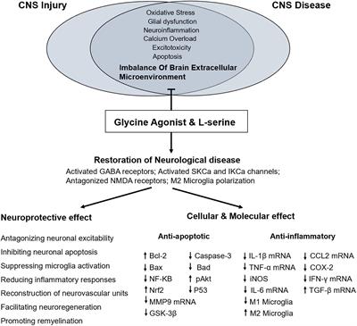 L-Serine, an Endogenous Amino Acid, Is a Potential Neuroprotective Agent for Neurological Disease and Injury